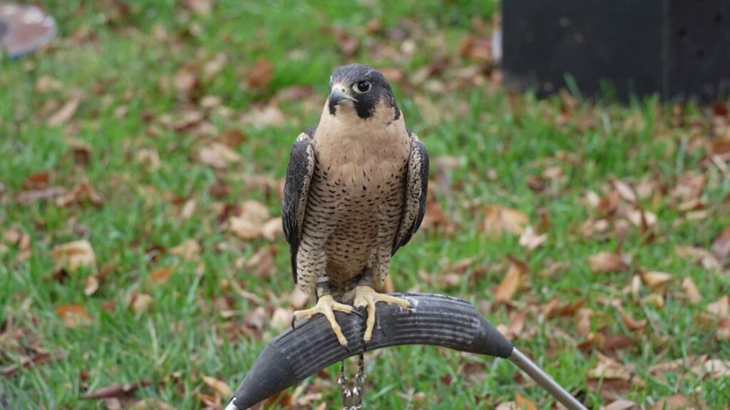 Pictures from 8th Annual Owl Moon Raptor Center Festival Rare Birds