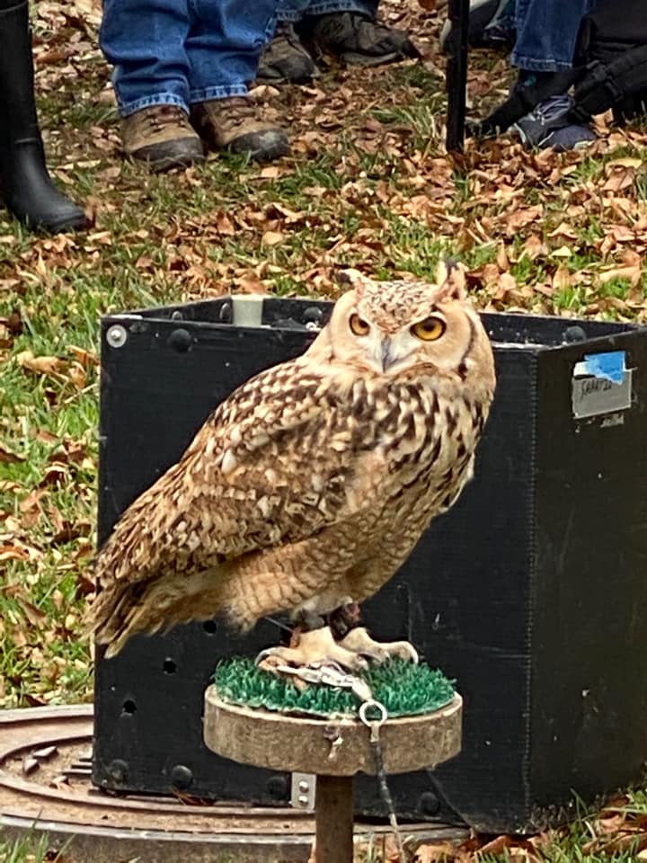 Pictures from 8th Annual Owl Moon Raptor Center Festival Rare Birds