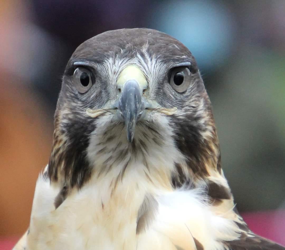 Pictures from 8th Annual Owl Moon Raptor Center Festival Rare Birds